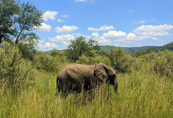 An elephant in a national park